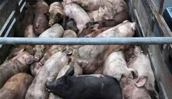 Haití prohíbe carne cerdo de República Dominicana por virus