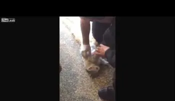 La "resurrección" de un gato atrapado en la puerta de un hospital
