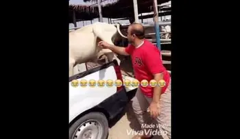 Hacerle cosquillas a una vaca puede resultar perjudicial para su salud
