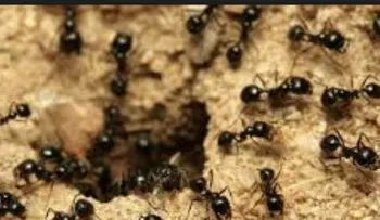  Los antibióticos de las hormigas curarían enfermedades de personas 