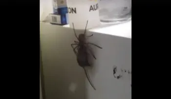 Esta araña australiana es tan grande que puede comerse a un ratón