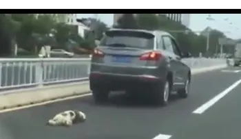 Una multitud enardecida casi mata, un hombre porque arrastró su perro