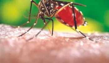 Diez recomendaciones para que no te â??agarreâ? la chikungunya 
