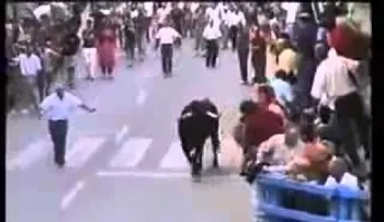 Un toro reconoce a quien le cuidó y le dio comida