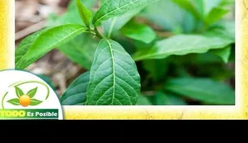 La planta del anamú se recomienda en casos de cáncer, inflamación, cistitis, reumatismos y parasitosis (VIDEO)