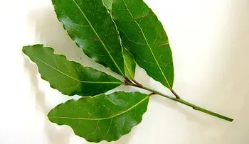 ¿Para qué sirve el laurel y sus hojas?