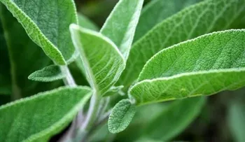 5 riesgos de consumir salvia