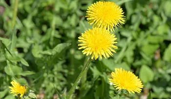 Diuréticos naturales para la retención de líquidos