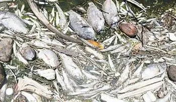 Envenenan miles de tilapias de proyecto del Feda en Barahona