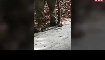 IMAGENES FUERTES: Quería hacerle una foto a una cobra y su osadía le costó la vida 