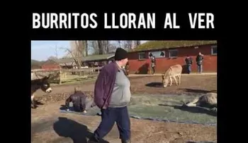 Burritos lloran la muerte de su amigo  (Conmovedor VIDEO)