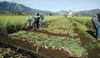 Agricultores de Constanza convocan protesta para este jueves por imcuplimiento de pago