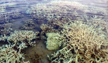 Gran Barrera de Coral de Australia sufre daño â??sin precedentesâ?