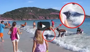 Un turista estaba filmando en la playa y esto salió del agua (Video) 