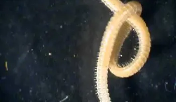 Hallan una desconocida criatura venenosa con 414 pies y cuatro penes (VIDEO)