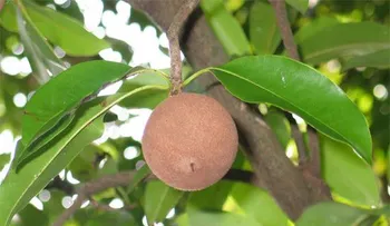 Propiedades curativas del Zapote Blanco