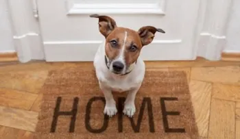Cómo educar a tu perro para que se quede solo en casa