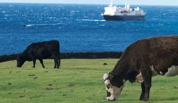 La isla más remota del mundo busca profesores