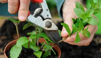12 razones para crecer menta en tu jardín y cómo hacerlo
