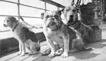En el Titanic, una pasajera se negó a abandonar su perro; luego fue encontrada muerta con el animal en sus brazos