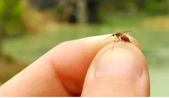 Fumigarán en Nigua y Haina contra mosquito causa virus Chikungunya