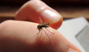 Mayo Clinic: Lo que necesita saber del Zika (VIDEO)