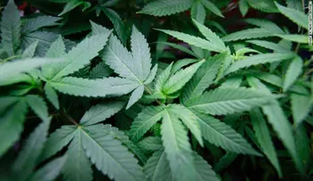 Mas niños de Colorado terminan en urgencias tras legalización de la marihuana