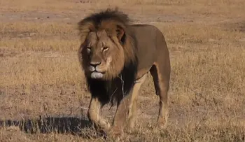 El león Cecil "sufrió gran crueldad" durante 10 horas antes de morir, según un nuevo libro