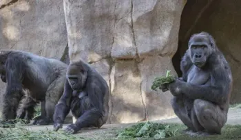 Leones y gorilas de un zoológico en Países Bajos dan positivo en coronavirus