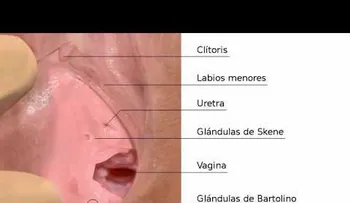 La glándulas de Bartolino (bartolinitis) ayudan a lubricar la vagina: Síntomas y remedios 