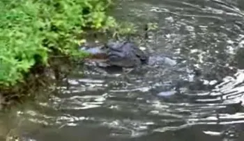 Un empleado de Disney tratando de alejar a un caimán de uno de sus juegos (VIDEO)