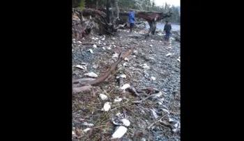 Miles de pájaros aparecen muertos en las costas de Alaska