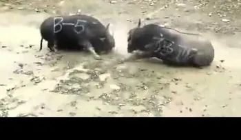Dos búfalos mueren instantáneamente tras un brutal choque frontal (VIDEO)