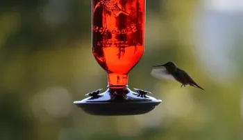 El colibrí puede volar en cualquier dirección: 10 curiosidades que no sabías