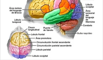 Científicos descubren dos genes responsables del cáncer cerebral