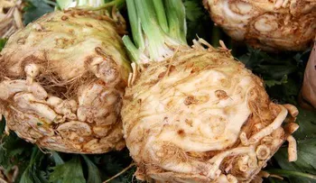 Remedio natural con raíz de apio para controlar la diabetes