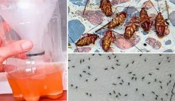 Una receta para que los mosquitos y las cucarachas caigan muerta de inmediato