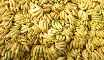 6 alimentos que parecen vegetarianos y no lo son