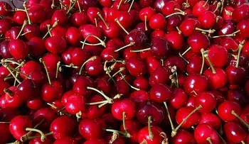  Las cerezas: una fruta digestiva, tónica y refrescante con propiedades laxantes 
