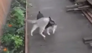Perro carga un gato sobre su lomo y lo mete en su casa (Video)