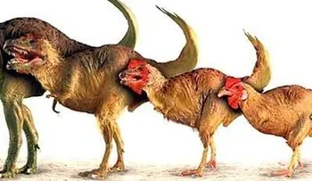 Un ave que no es gallo, ni gallina, entonces qué es?