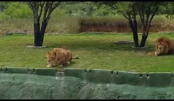 Una leona ataca a los visitantes de un parque, pero...