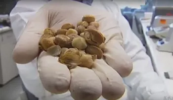 ¡Esta fruta elimina células tumorosas en minutos !