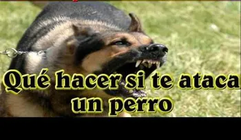 Esto es lo que debes hacer si eres atacado por un perro (VIDEO)
