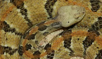 Espeluznante: En EE.UU. poblarán una isla con serpientes venenosas