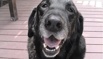 10 señales para saber que tu perro ya está viejo