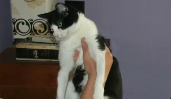 Toxoplasmosis, mujeres embarazadas y gatos 