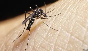  Detectan mutación genética del zika que le permite causar microcefalia fetal 