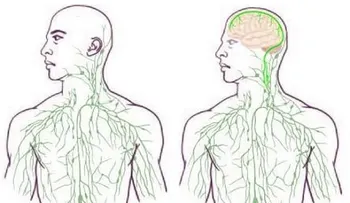 Descubren relación entre el cerebro y el sistema inmunológico