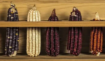 Los 5 productos de EE.UU. que alimentan a México